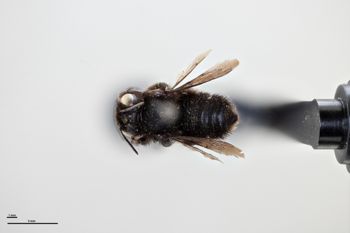 Media type: image;   Entomology 794924 Aspect: habitus dorsal view